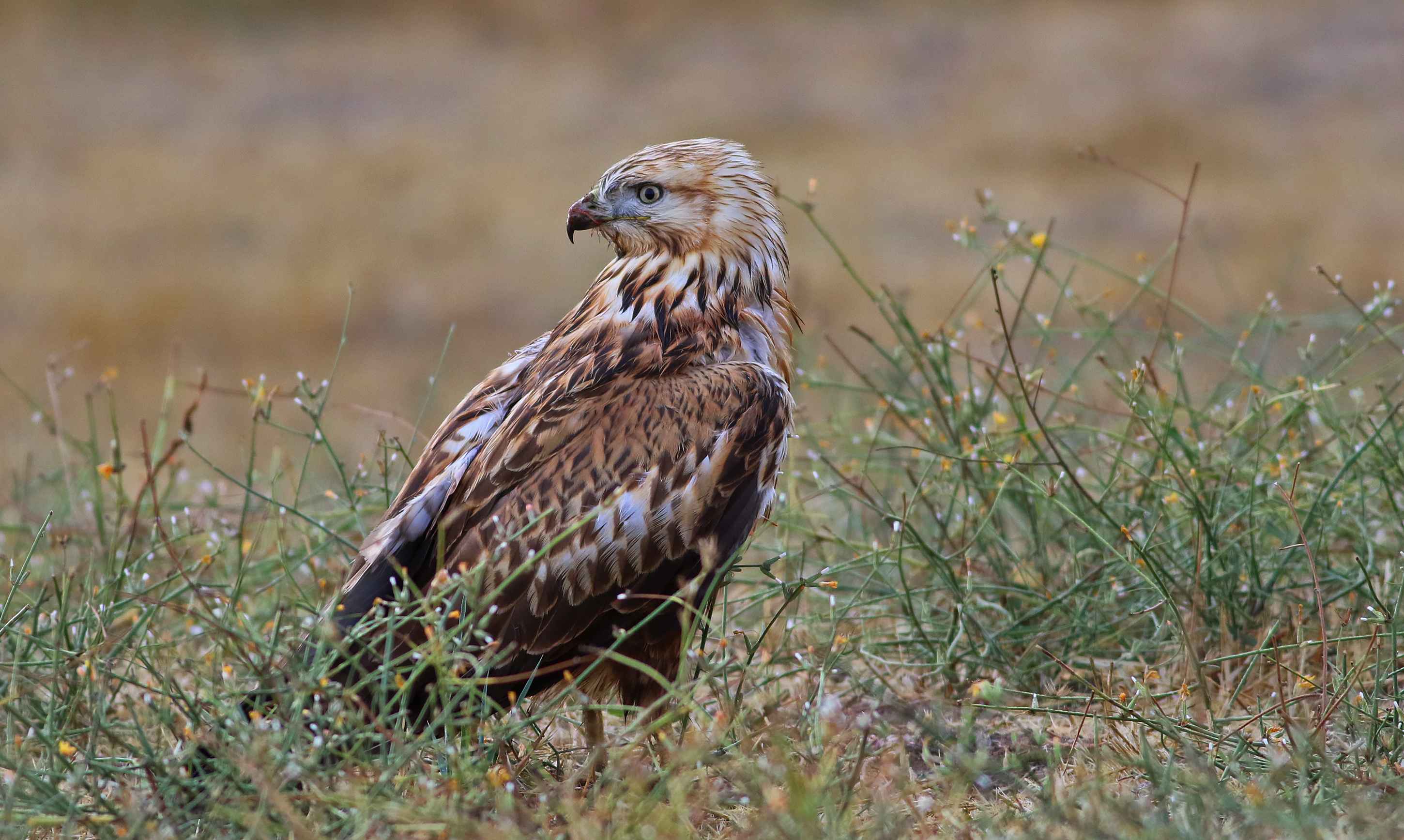 Long-legged Buzzard